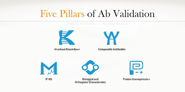 I 5 pilastri della validazione di Anticorpi