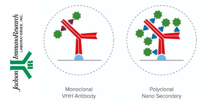 Nano Secondary Antibodies