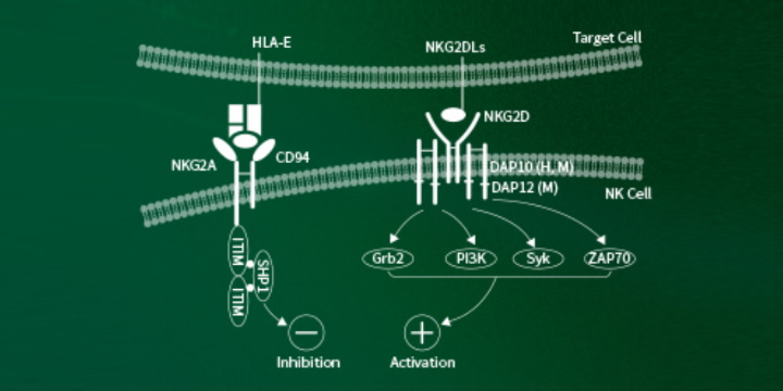 NKG2 proteins: Checkpoint targets for immunotherapy