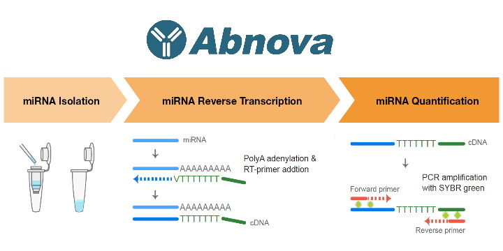 miRNA Solutions from Abnova